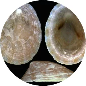 White tortoiseshell limpet