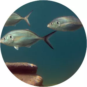 White trevally