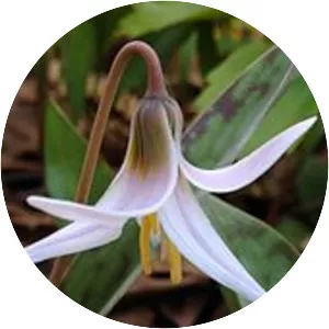 White trout lily - Plants