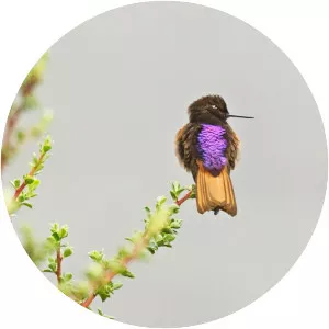 White-tufted sunbeam