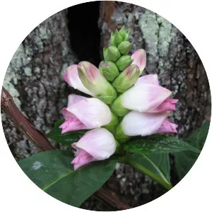 White turtlehead