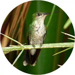 White-vented plumeleteer - Bird