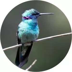 White-vented violetear - Bird
