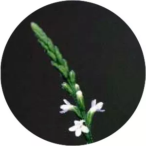 White vervain