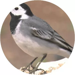 White wagtail