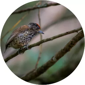 White-wedged piculet