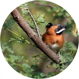 White-whiskered spinetail - Bird
