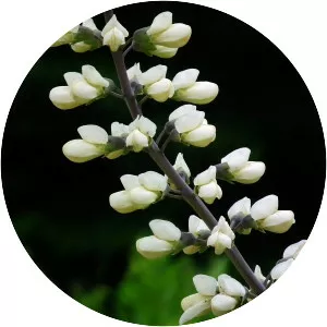 White wild indigo - Plants