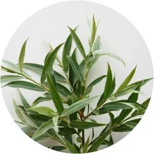 White willow - Plants