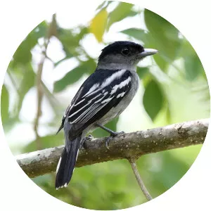 White-winged becard - Bird