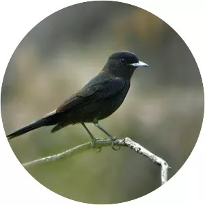 White-winged black tyrant