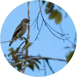 White-winged cotinga