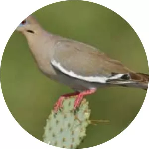 White-winged dove - Birds