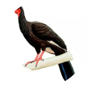 White-winged guan