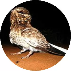 White-winged nightjar