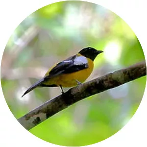 White-winged shrike-tanager