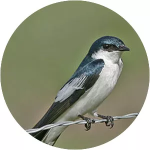 White-winged swallow - Bird