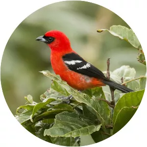 White-winged tanager - Bird