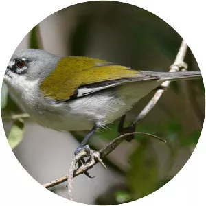 White-winged warbler