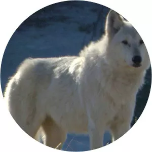 White Wolf - TV program
