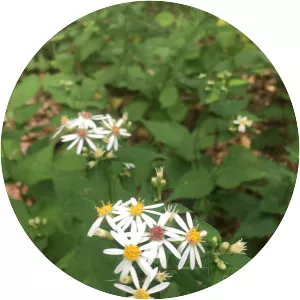 White wood aster - Plants