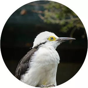 White woodpecker