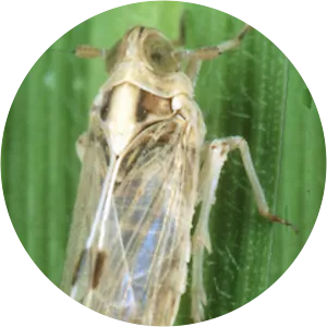 Whitebacked plant- hopper