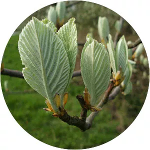 Whitebeam