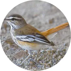 White-browed scrub robin