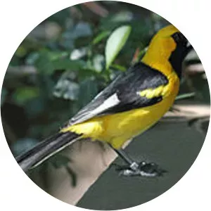 White-edged oriole - Bird
