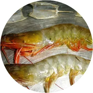 Whiteleg shrimp