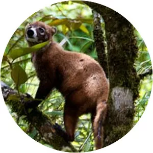 Whitenosed coati