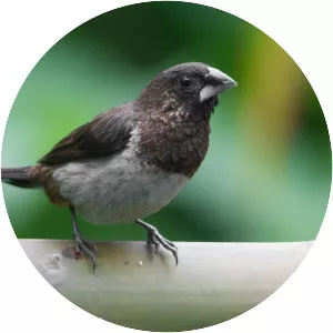 Whiterumped munia