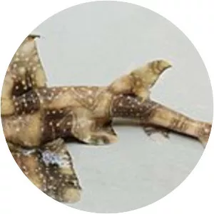 Whitespotted bullhead shark