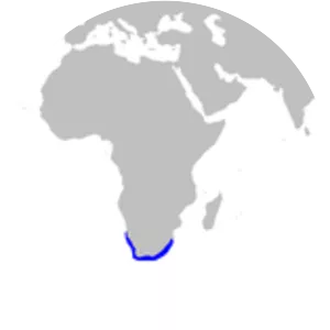 Whitespotted smooth-hound