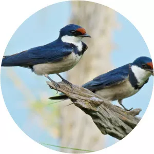 White-throated swallow - Bird