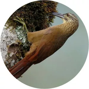 White-throated woodcreeper - Bird