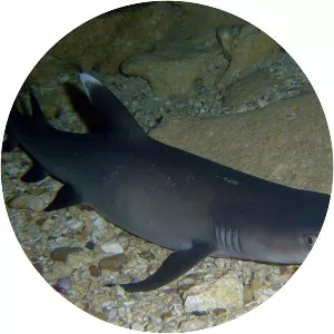 Whitetip reef shark - 