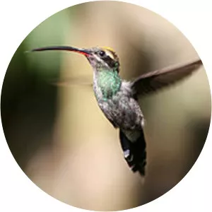 White-whiskered hermit