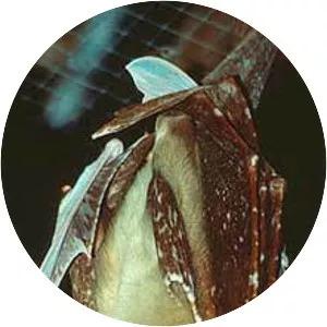 Whitewinged flying fox