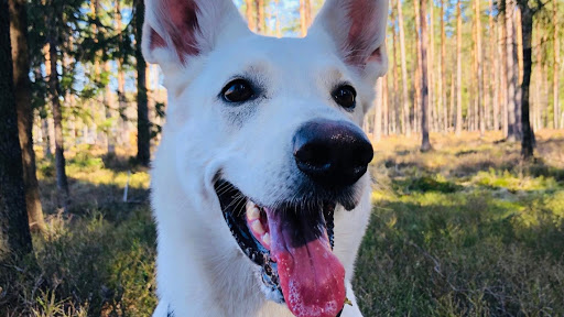 Who Let The Dogs Out? - Oslo Dog Walking - Dog walker in Oslo, Norway