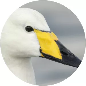 Whooper swan