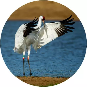 Whooping crane