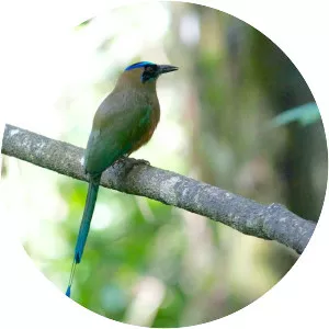 Whooping motmot