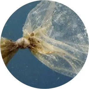 Why Plastic?Since 2022