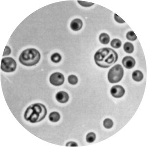 Wickerhamomyces anomalus