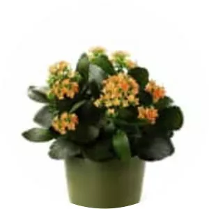 Widow's-thrill - Plants