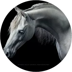 Wiebke Haas - Author