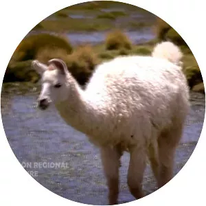 Wilaquta - Lake in Peru