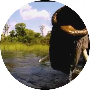 Wild Africa - TV series